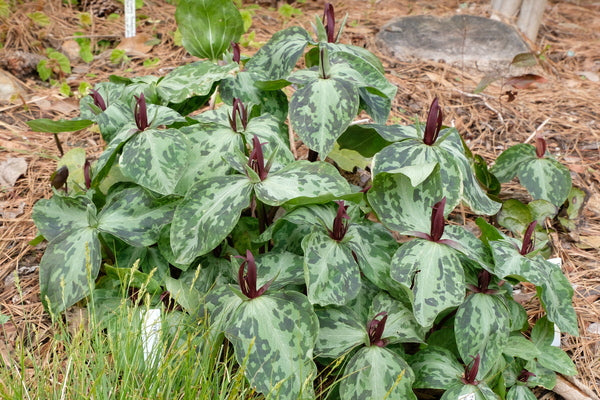 Image of Trillium foetidissimum 'Wakefield' taken at Juniper Level Botanic Gdn, NC by JLBG