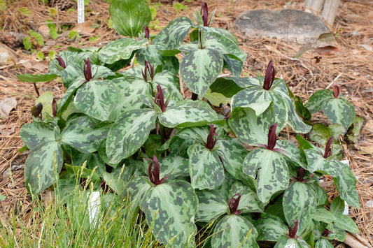 Image of Trillium foetidissimum 'Wakefield' taken at Juniper Level Botanic Gdn, NC by JLBG