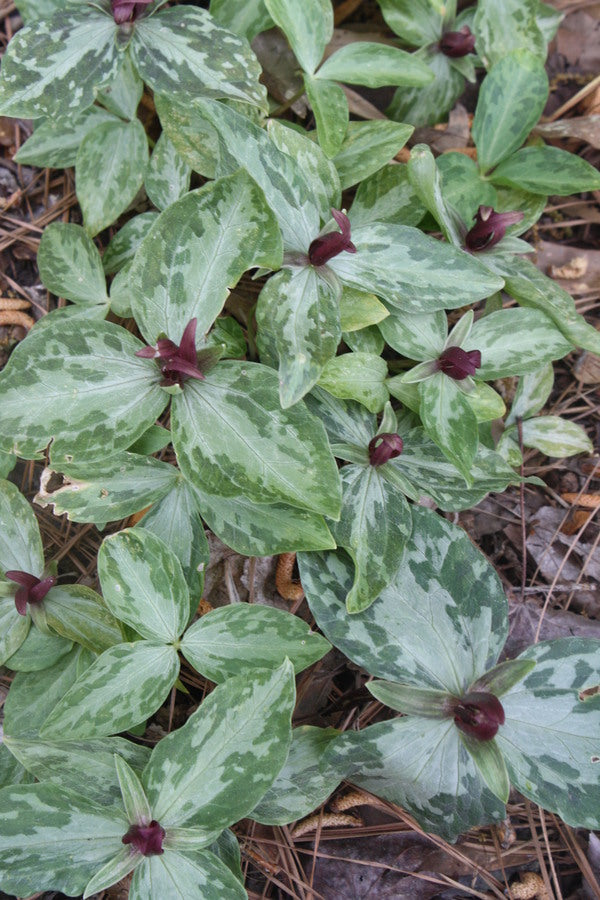 Image of Trillium foetidissimum 'Woodville' taken at Juniper Level Botanic Gdn, NC by JLBG