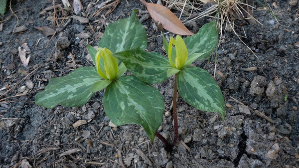 Image of Trillium x freatum 'Carolina Gold' taken at Juniper Level Botanic Gdn, NC by JLBG
