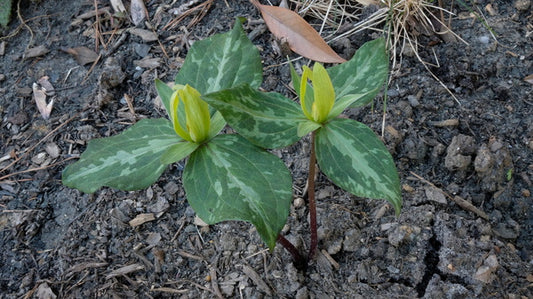Image of Trillium x freatum 'Carolina Gold' taken at Juniper Level Botanic Gdn, NC by JLBG