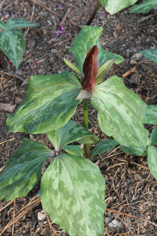 Image of Trillium x freatum 'Spencer' taken at Juniper Level Botanic Gdn, NC by JLBG