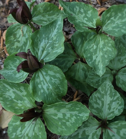 Image of Trillium x freatum taken at Juniper Level Botanic Gdn, NC by JLBG