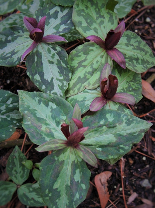 Image of Trillium freemanii 'Cairns' taken at Juniper Level Botanic Gdn, NC by JLBG
