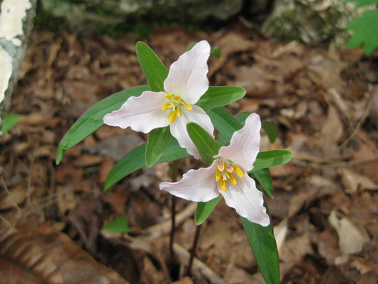 Image of Trillium georgianum taken at In Situ by C. Voris