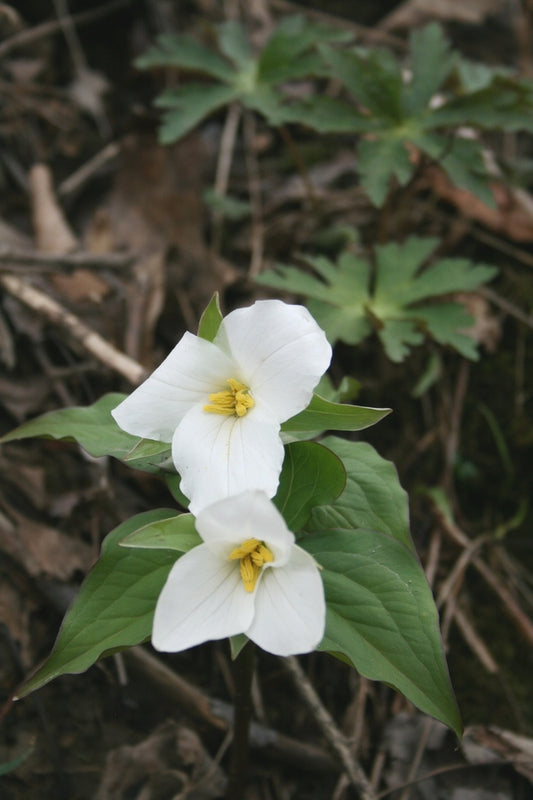 Image of Trillium grandiflorum 'Monroe' taken at Ohio by JLBG
