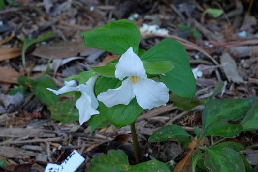 Image of Trillium grandiflorum 'Morgan' taken at Juniper Level Botanic Gdn, NC by JLBG
