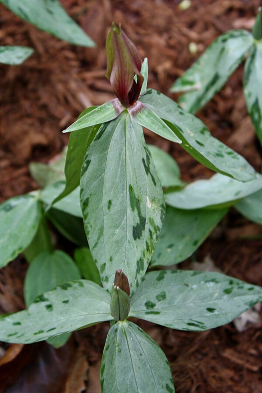 Image of Trillium lancifolium 'Ballerina'