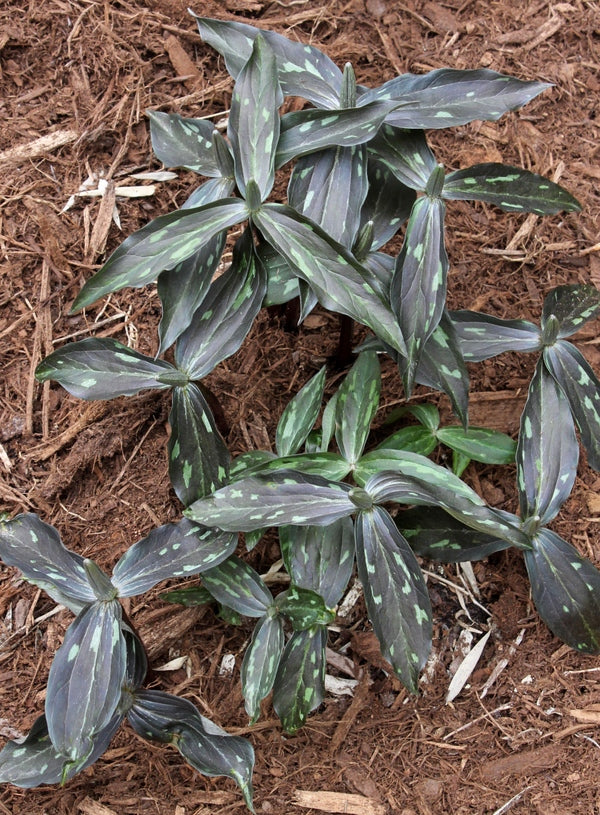Image of Trillium lancifolium 'Black Panther' taken at Juniper Level Botanic Gdn, NC by JLBG