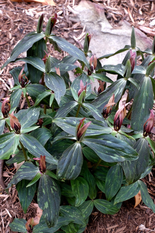 Image of Trillium lancifolium 'Black Panther' taken at Juniper Level Botanic Gdn, NC by JLBG