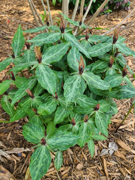 Image of Trillium lancifolium 'Close Knit Family' taken at Juniper Level Botanic Gdn, NC by JLBG