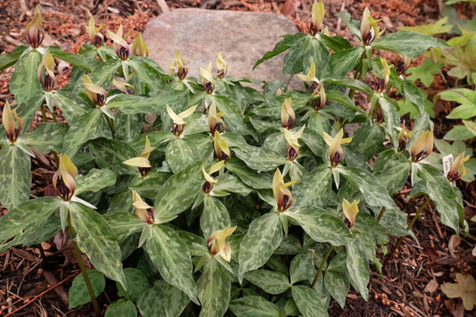 Image of Trillium lancifolium 'Lancelot' taken at Juniper Level Botanic Gdn, NC