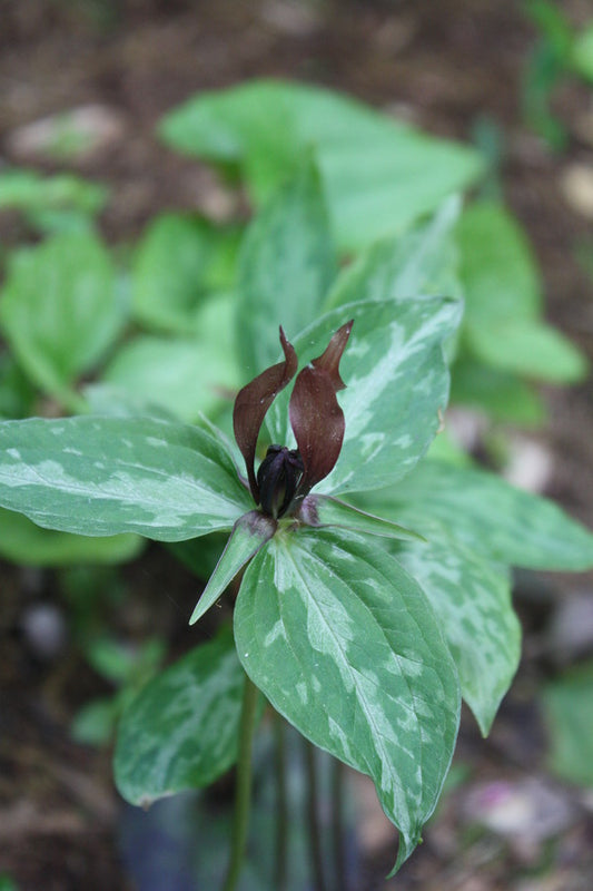 Image of Trillium lancifolium 'Midgley' taken at Juniper Level Botanic Gdn, NC by JLBG