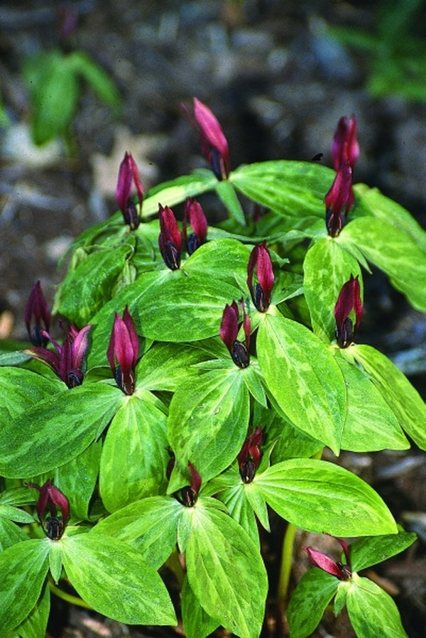 Image of Trillium lancifolium 'Whitfield' taken at Juniper Level Botanic Gdn, NC by JLBG