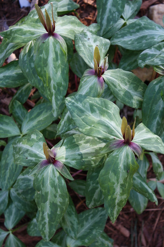 Image of Trillium ludovicianum 'Alexandria' taken at Juniper Level Botanic Gdn, NC by JLBG
