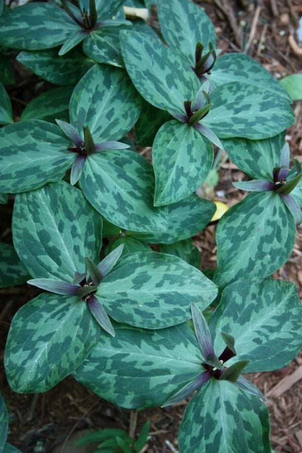 Image of Trillium ludovicianum 'Bentley' taken at Juniper Level Botanic Gdn, NC by JLBG