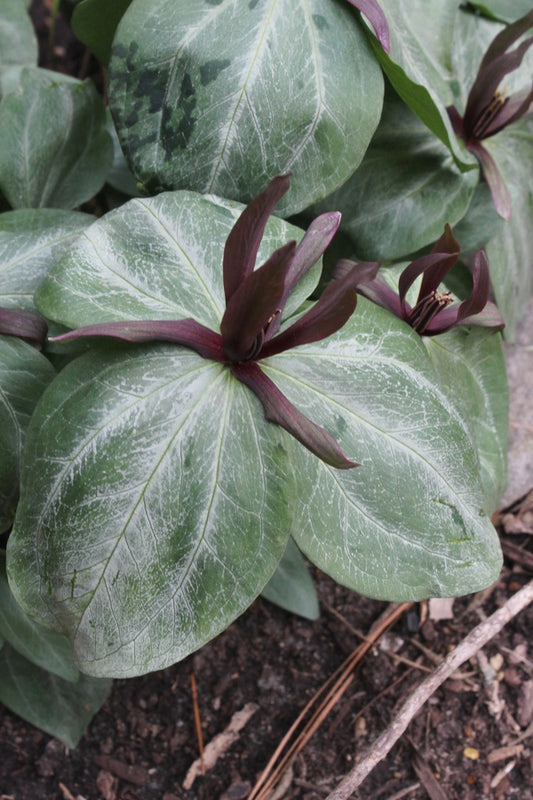 Image of Trillium ludovicianum 'Caldwell Silver' taken at Juniper Level Botanic Gdn, NC by JLBG