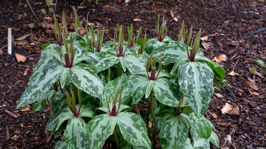 Image of Trillium ludovicianum 'Lean and Green' taken at Juniper Level Botanic Gdn, NC by JLBG