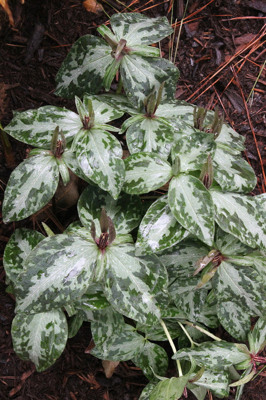 Image of Trillium ludovicianum 'Ouachita' taken at Juniper Level Botanic Gdn, NC by JLBG