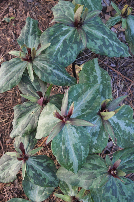 Image of Trillium x ludoviciatum 'Rankin' taken at Juniper Level Botanic Gdn, NC by JLBG