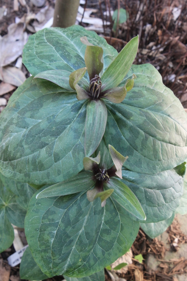 Image of Trillium x ludoviciatum 'The Smiths'