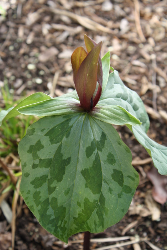 Image of Trillium x ludoviciatum 'The Smiths' taken at Juniper Level Botanic Gdn, NC by JLBG