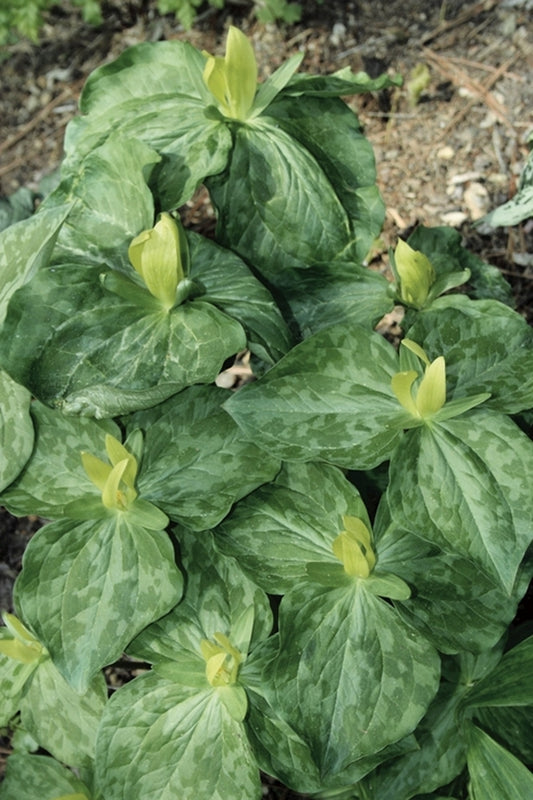 Image of Trillium luteum taken at Juniper Level Botanic Gdn, NC by JLBG