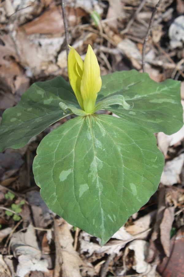 Image of Trillium luteum taken at Somewhere in TN by JLBG