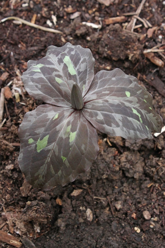 Image of Trillium x macaroni 'Van Buren Mosaic' taken at Juniper Level Botanic Gdn, NC by JLBG
