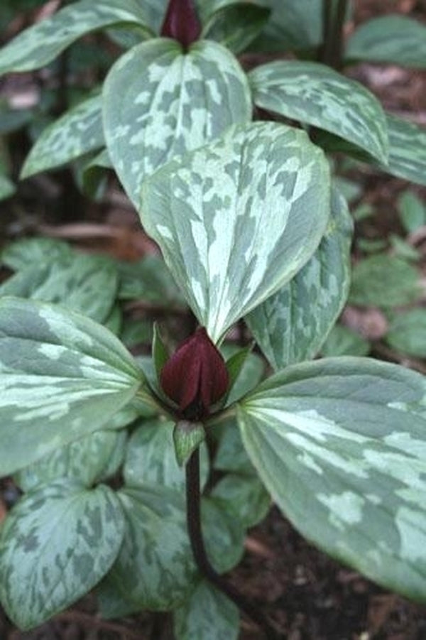 Image of Trillium recurvatum 'Arcadia' taken at Juniper Level Botanic Gdn, NC by JLBG