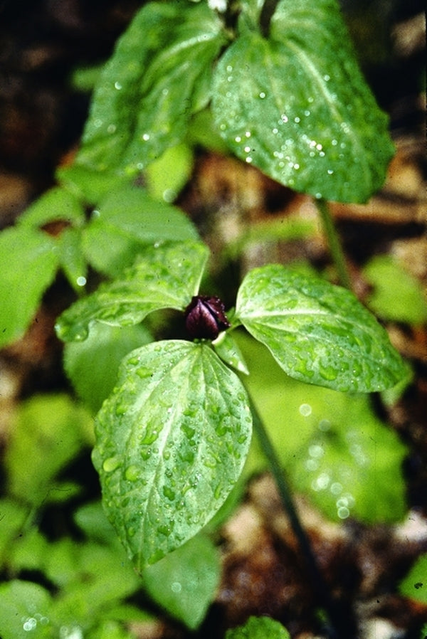 Image of Trillium recurvatum Missouri form taken at In Situ, Spencer TN