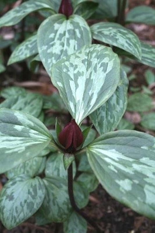 Image of Trillium recurvatum Missouri form taken at Juniper Level Botanic Gdn, NC by JLBG