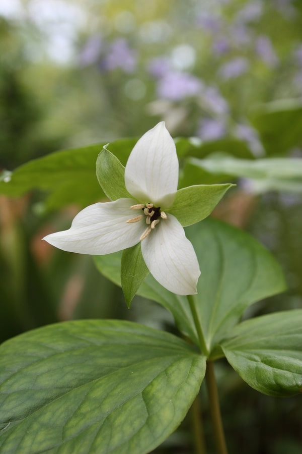 Image of Trillium simile
