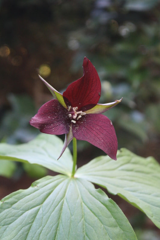 Image of Trillium sulcatum 'Cumberland'