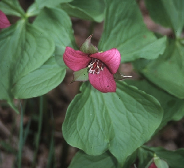 Image of Trillium sulcatum taken at H. Hansen Gdn, MI by H. Hansen