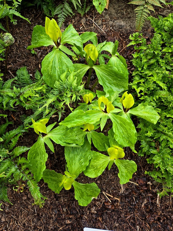 Image of Trillium tennesseense taken at Juniper Level Botanic Gdn, NC by JLBG