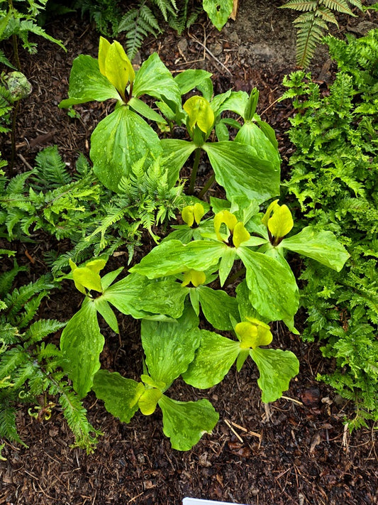 Image of Trillium tennesseense taken at Juniper Level Botanic Gdn, NC by JLBG