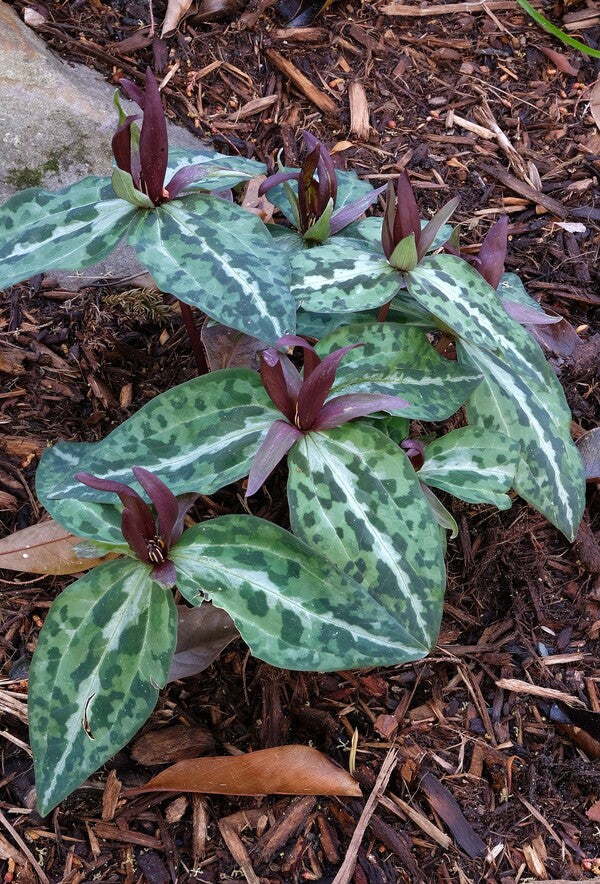 Image of Trillium underwoodii taken at Juniper Level Botanic Gdn, NC by JLBG