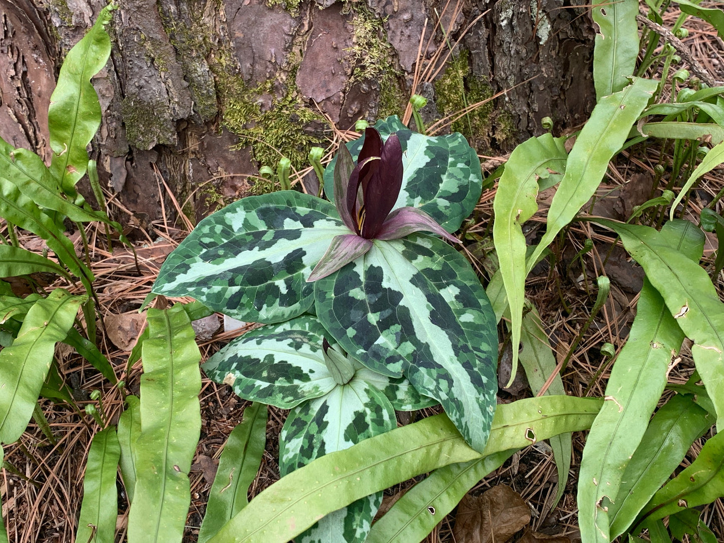 Trillium, the Gateway Perennial
