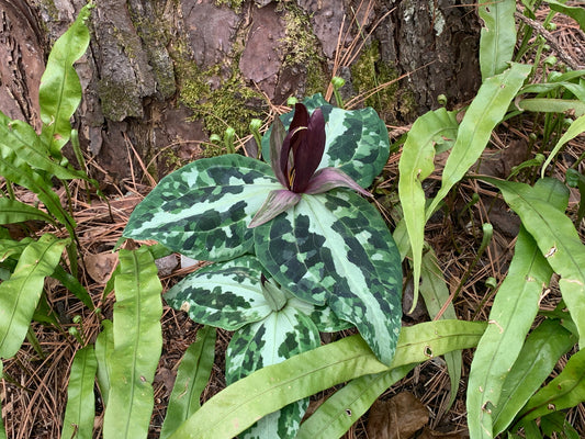 Trillium, the Gateway Perennial