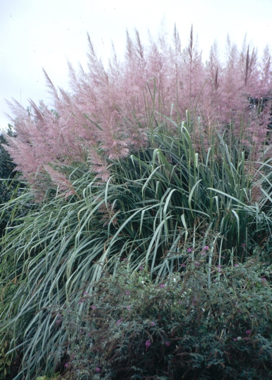 Image of Tripidium arundinaceum taken at Juniper Level Botanic Gdn, NC by JLBG