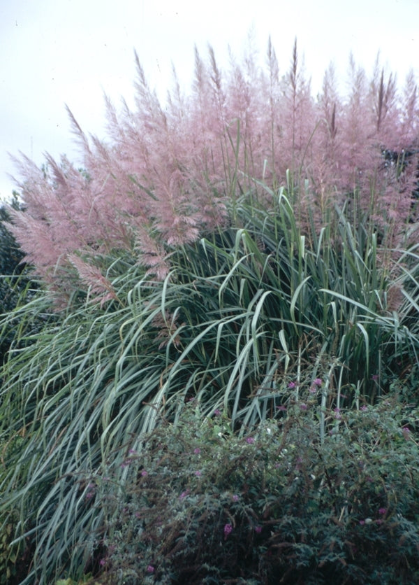 Image of Tripidium arundinaceum taken at Juniper Level Botanic Gdn, NC by JLBG