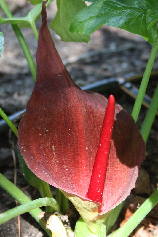 Image of Typhonium trilobatum 'Galloway Giant' taken at Juniper Level Botanic Gdn, NC by JLBG