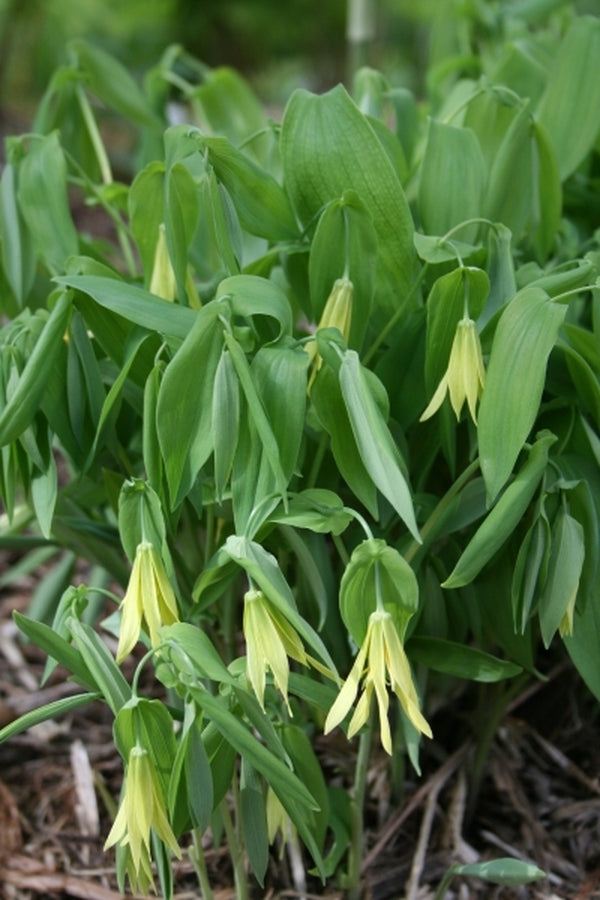 Image of Uvularia grandiflora taken at Juniper Level Botanic Gdn, NC by JLBG