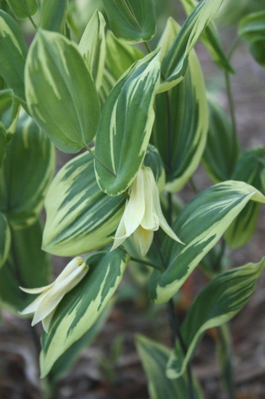 Image of Uvularia perfoliata 'Jingle Bells' taken at Juniper Level Botanic Gdn, NC by JLBG