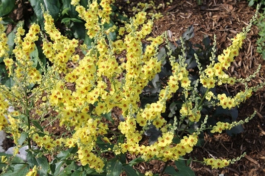 Image of Verbascum chaixii 'Croatian Blood' taken at Juniper Level Botanic Gdn, NC by JLBG