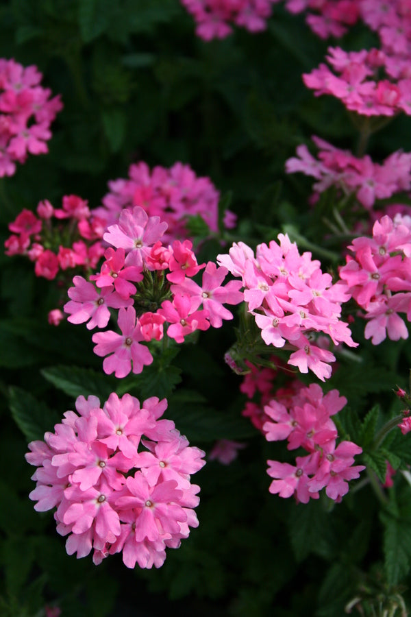 Image of Verbena 'Pink Princess'
