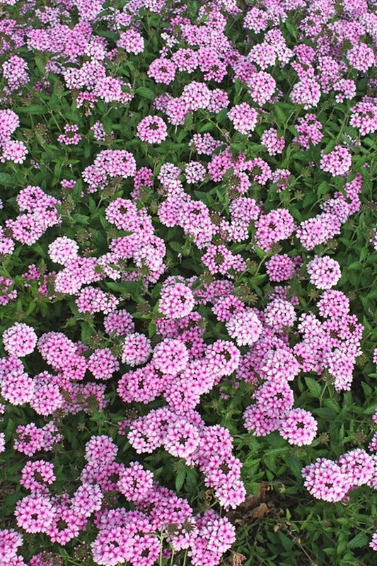 Image of Verbena 'Princess Bride' taken at Juniper Level Botanic Gdn, NC by JLBG