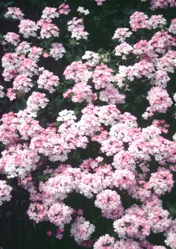 Image of Verbena 'Texas Appleblossom' taken at Juniper Level Botanic Gdn, NC by JLBG