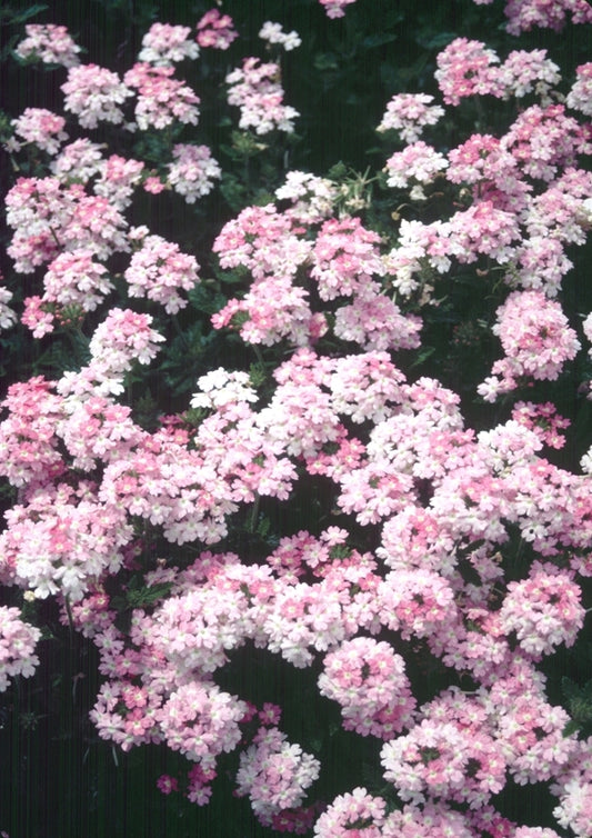 Image of Verbena 'Texas Appleblossom' taken at Juniper Level Botanic Gdn, NC by JLBG